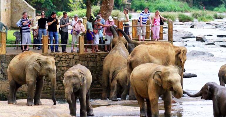 Pinnawala Elephant Orphanage 3