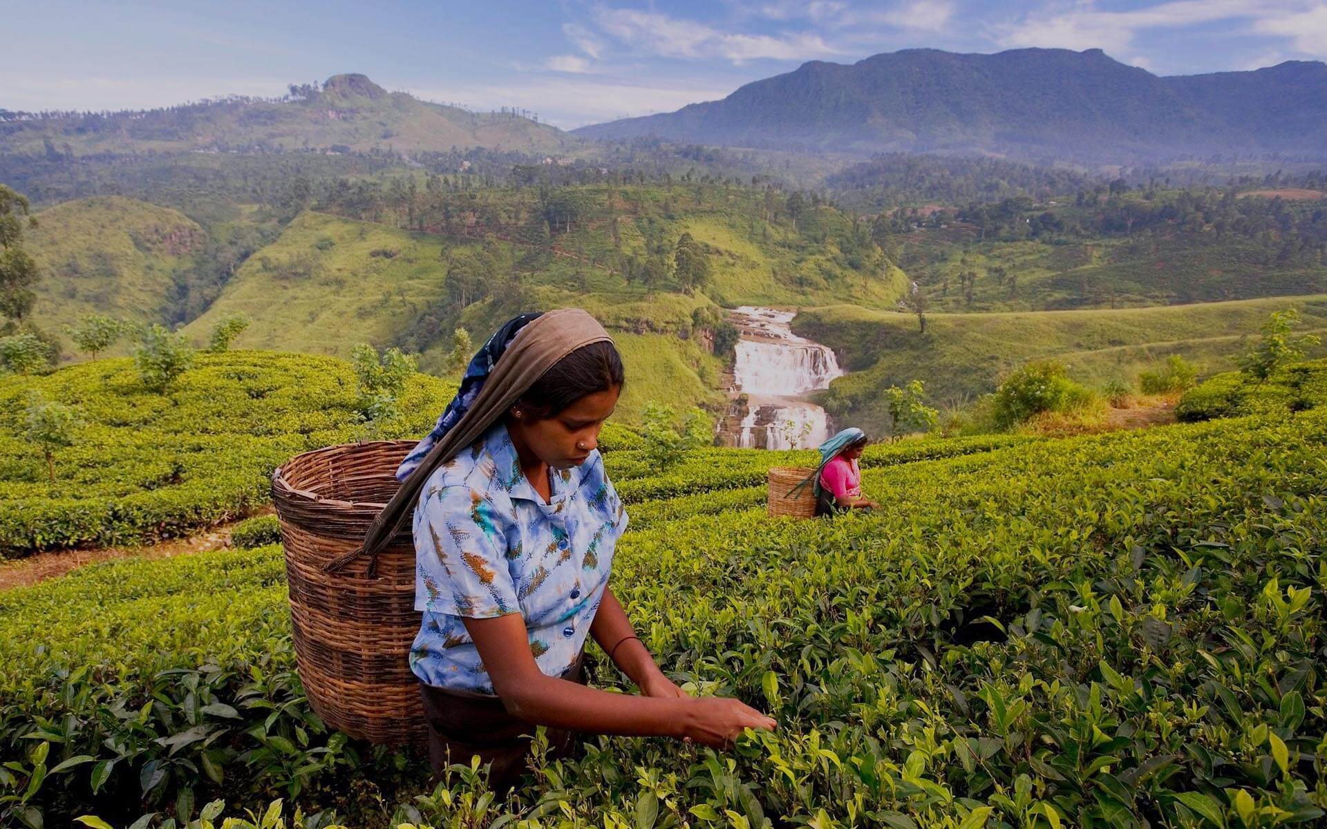 Непал шри ланка. Сингалы Шри Ланка. Шри Ланка чайные плантации. Бюргеры Шри-Ланки. Сборщицы чая Шри Ланка.